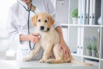 Probiotici per cani in vacanza