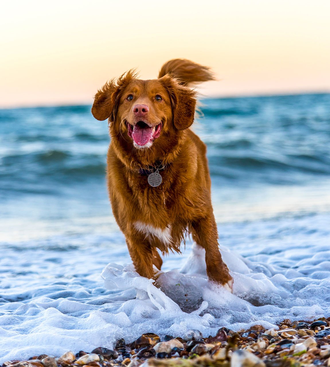 Agility dog in Liguria: dove e come farla con il proprio cane