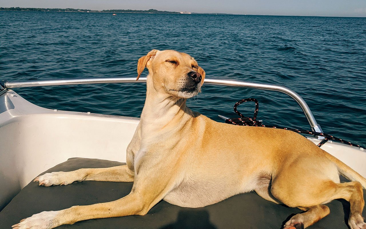 Cane in barca: come organizzarsi per una vacanza  sicura