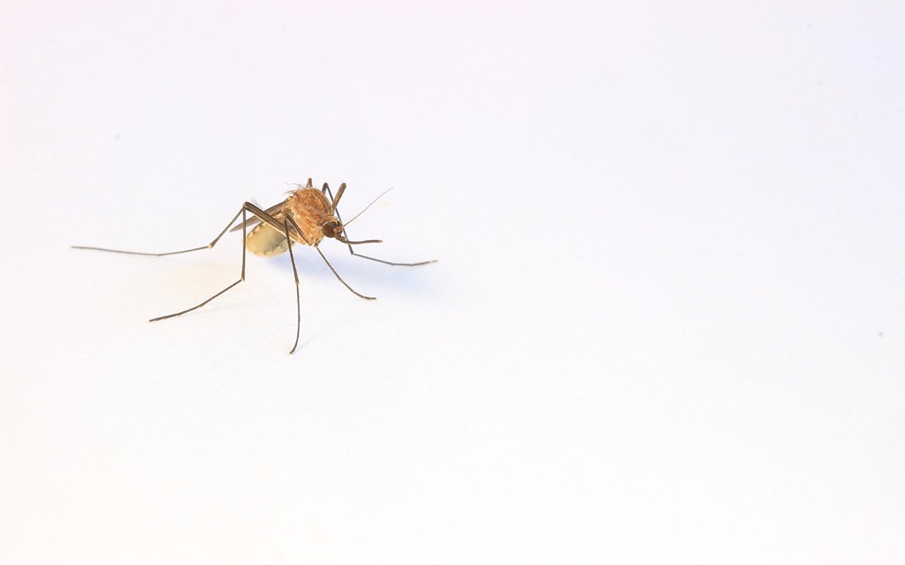 Cani e punture di zanzare: come proteggere i  quattrozampe