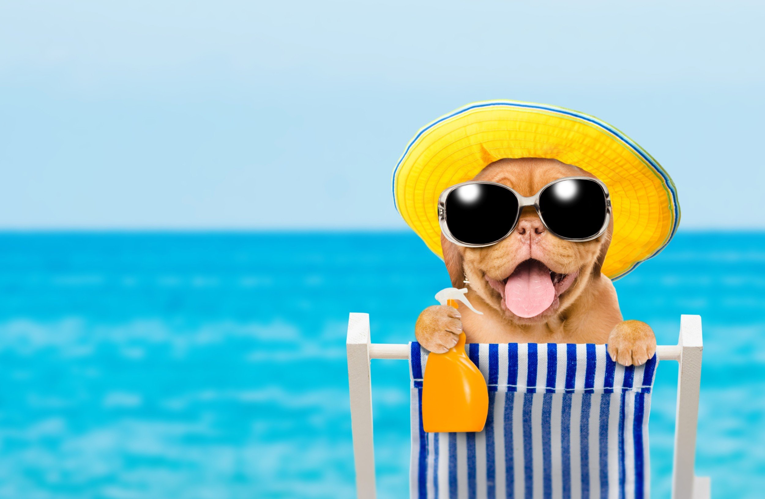Come proteggere il cane dal sole in vacanza