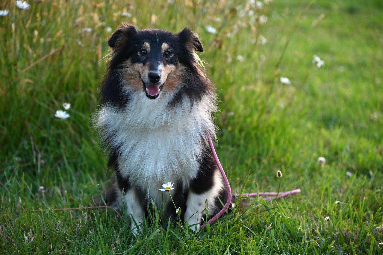 Pulci nel cane: cause e trattamenti - Ambienti infestati