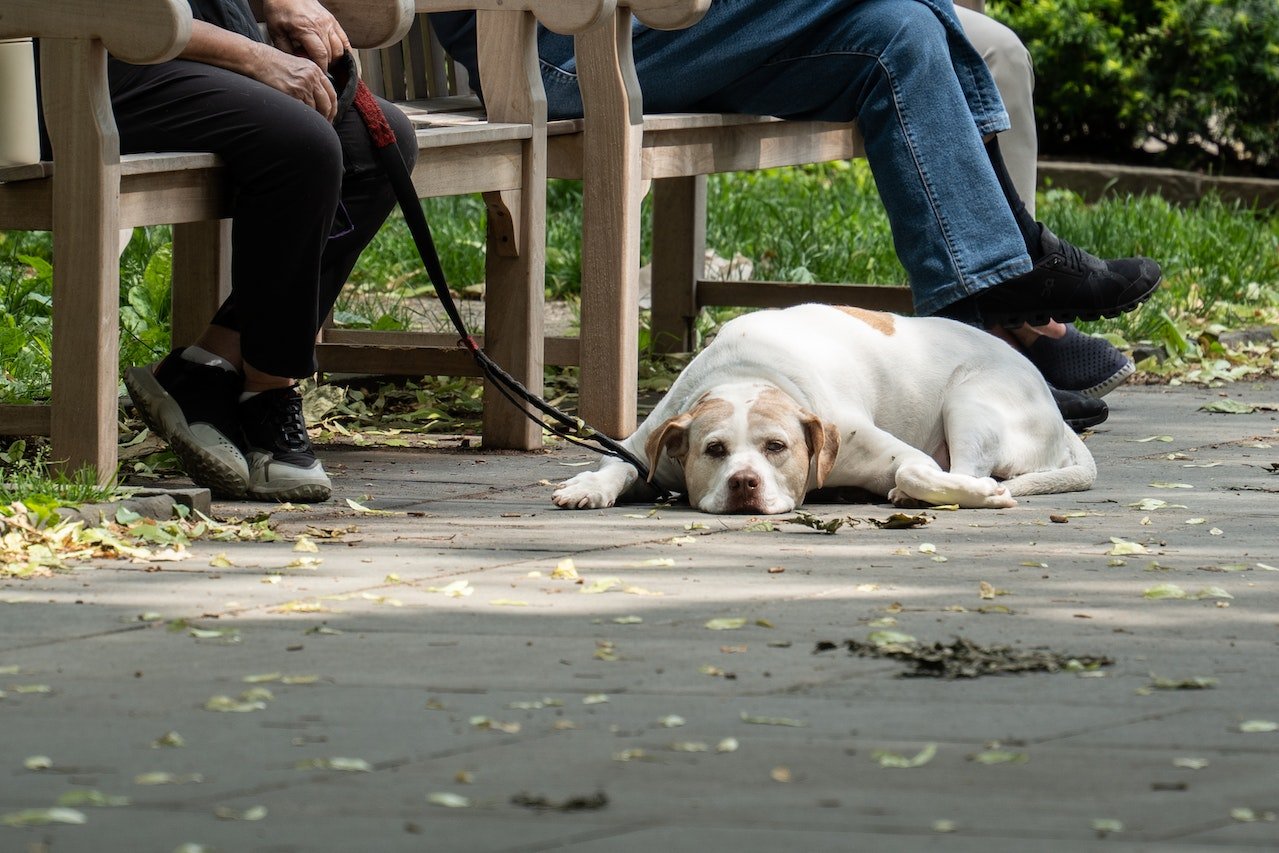 Pulci nel cane: cause e trattamenti