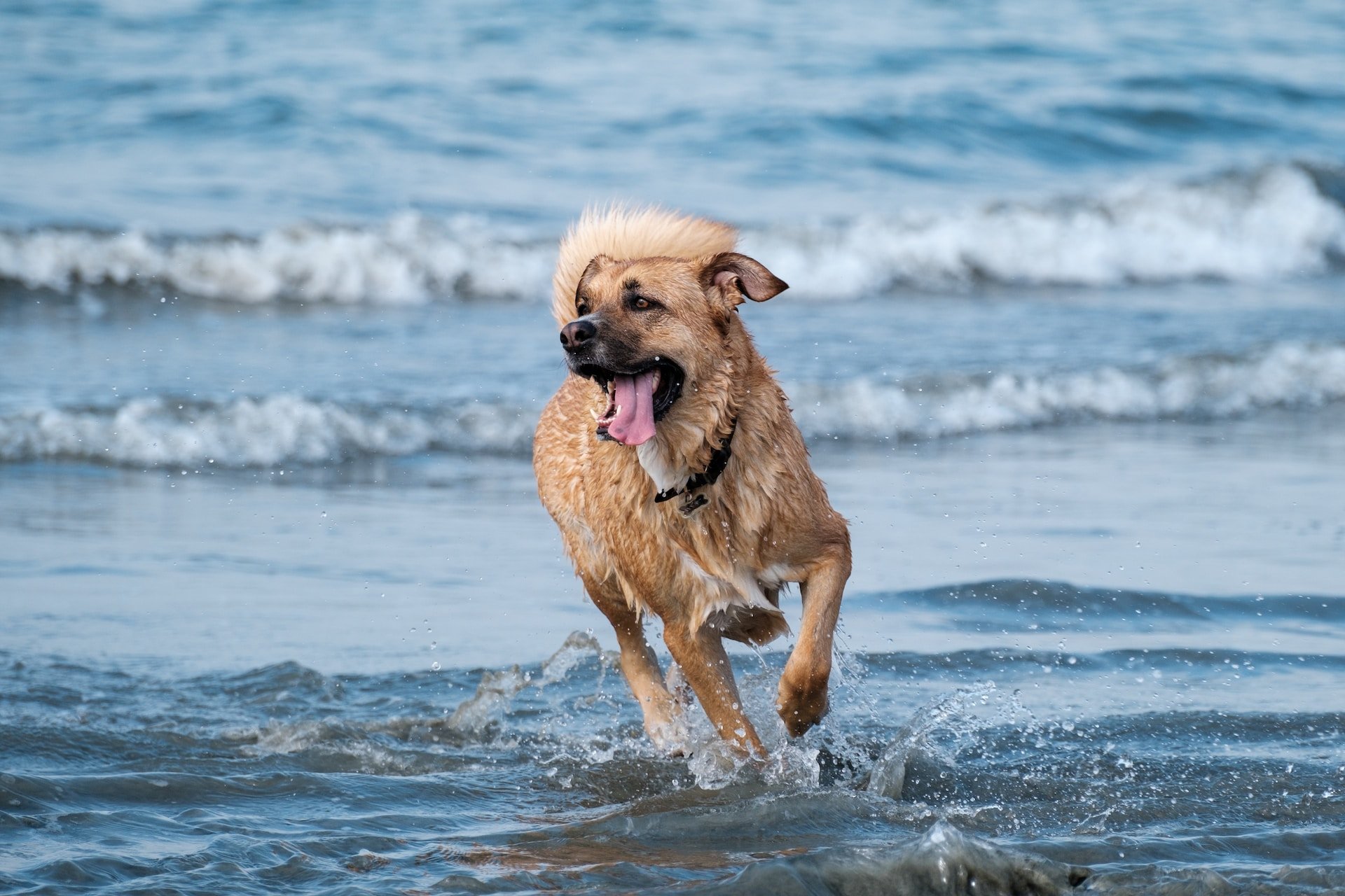 Vacanza con il cane: i pericoli del Mare