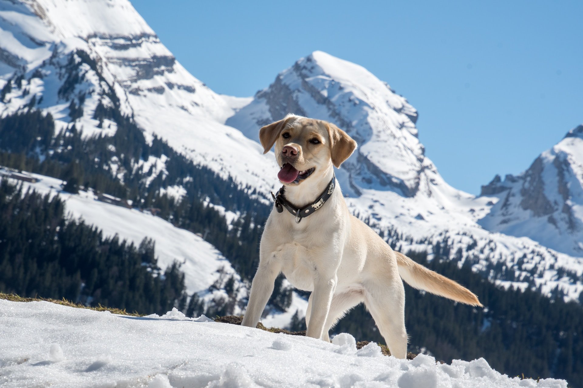 Vacanza con il cane: i pericoli della Montagna