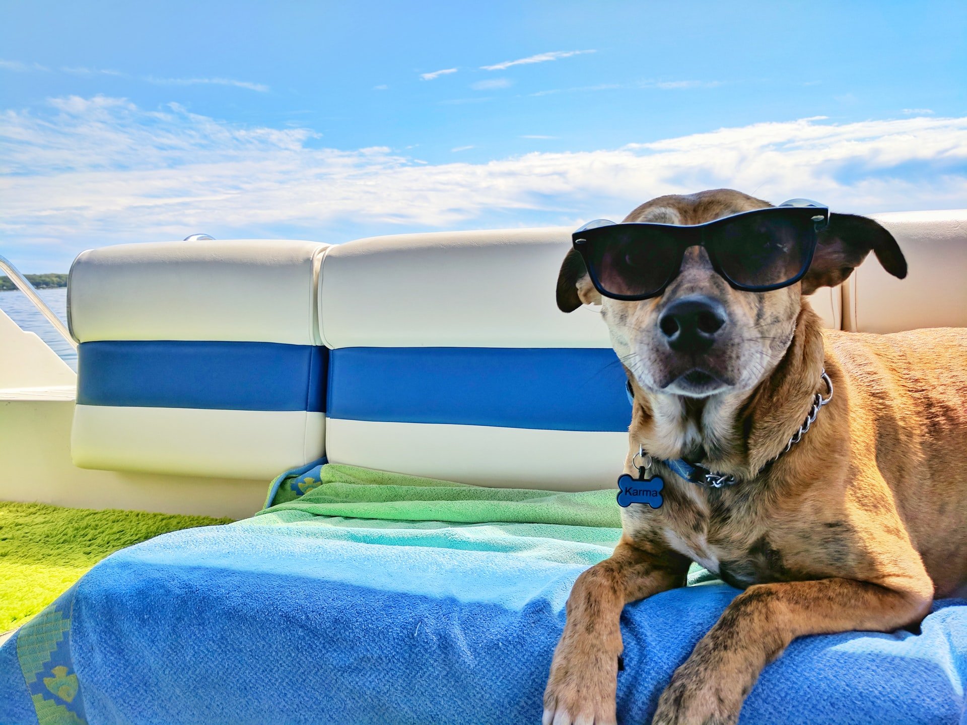 Vacanza con il cane in barca: 8 consigli per te