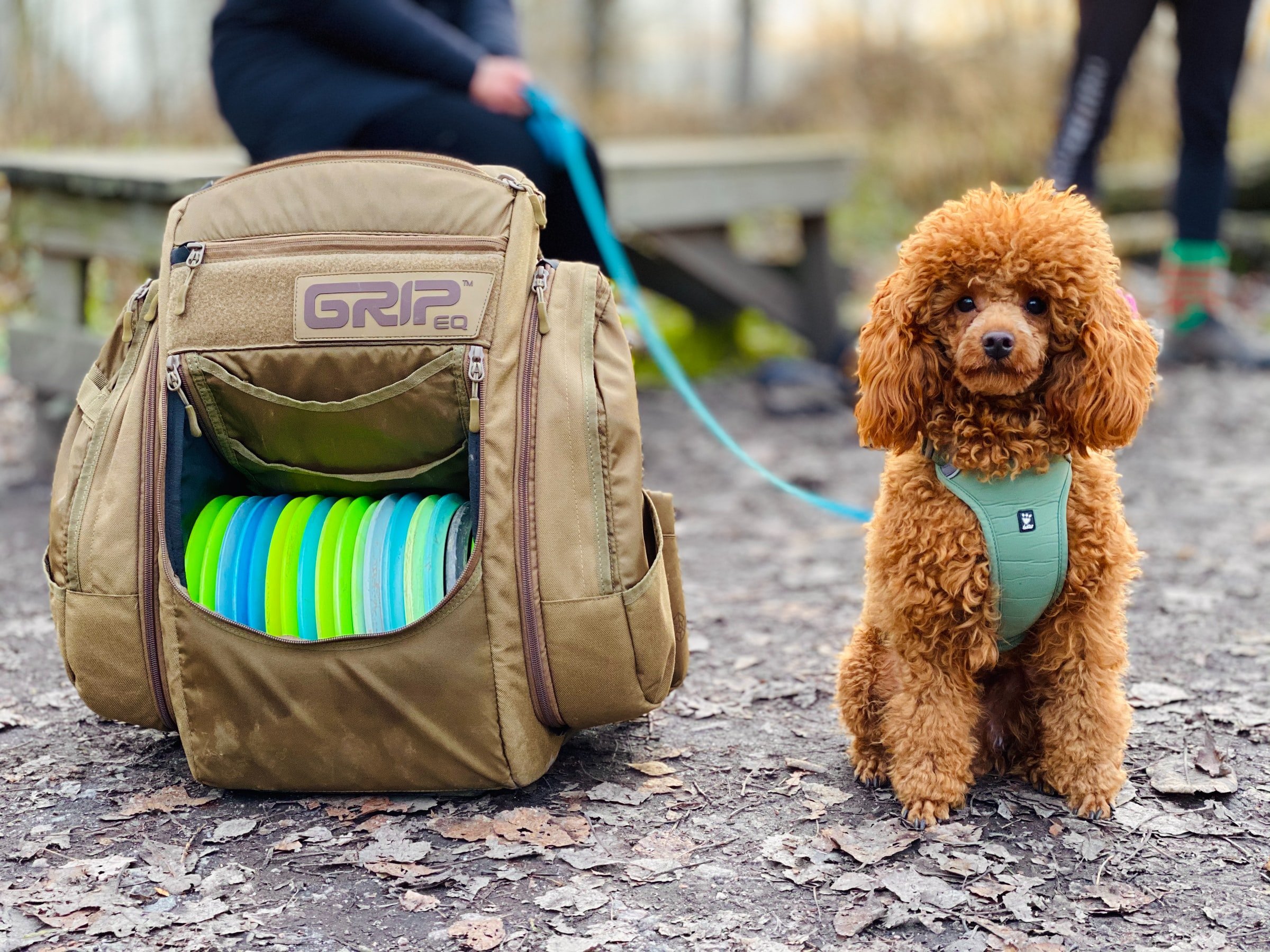 Gli accessori per cani indispensabili da avere in casa