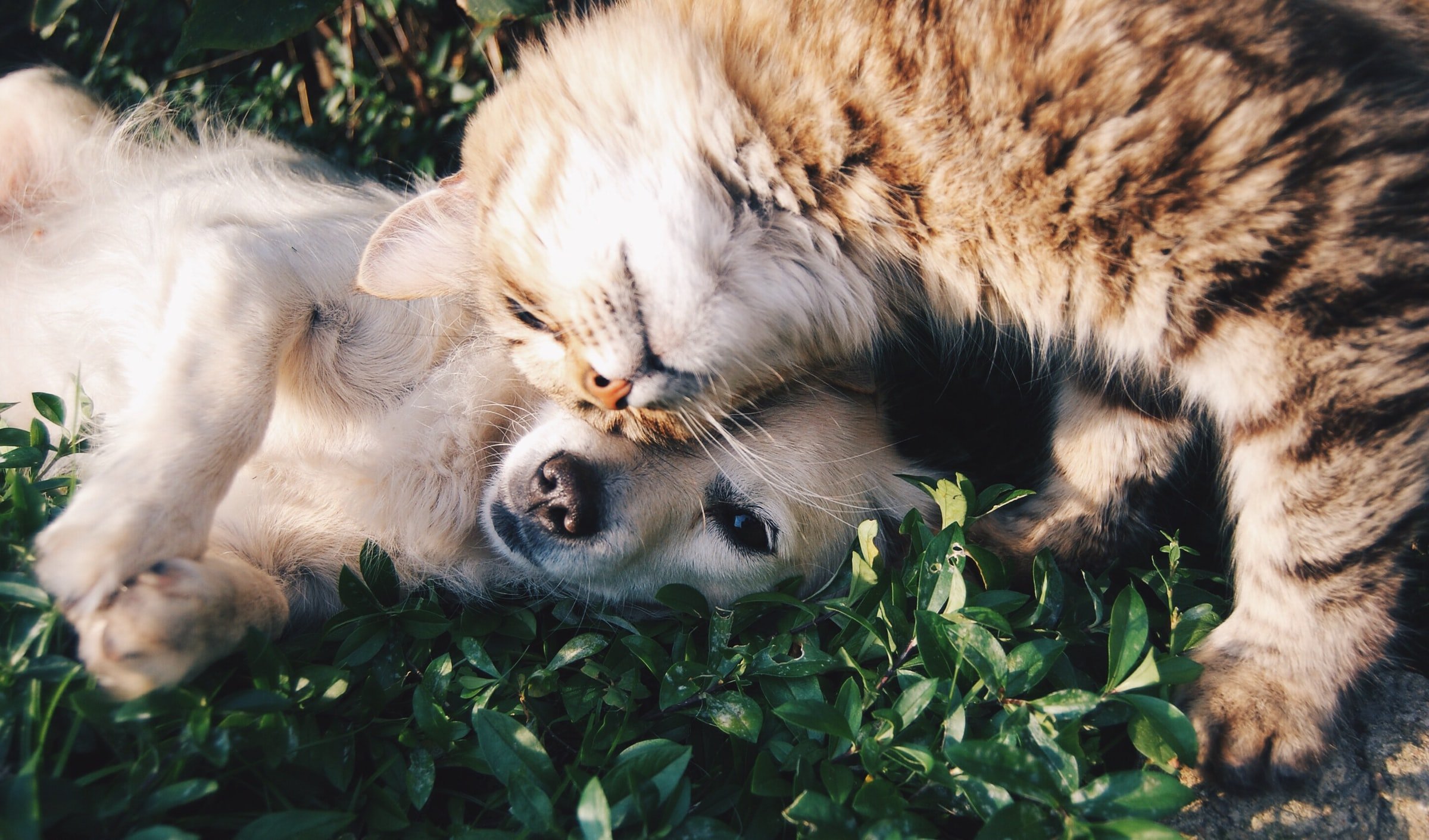 Antiparassitari naturali per cani e gatti