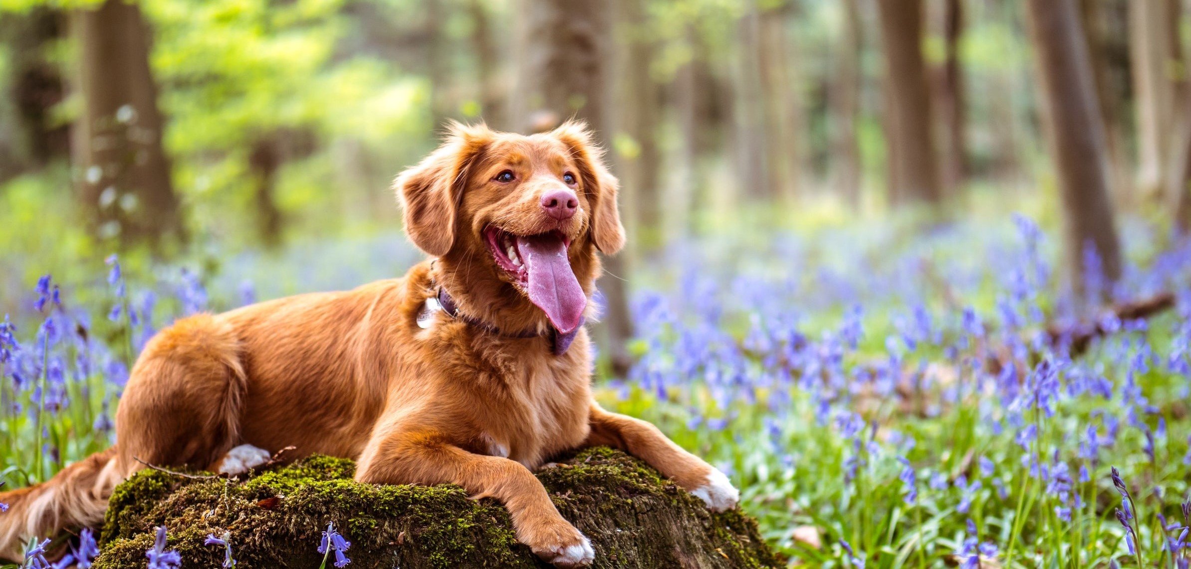 Allergie del cane in primavera: i sintomi per riconoscerle